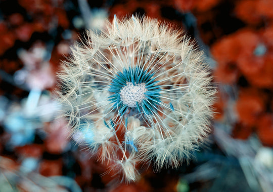 Dandelion Extract