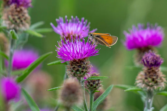 Liposomal silymarin(Milk thistle)