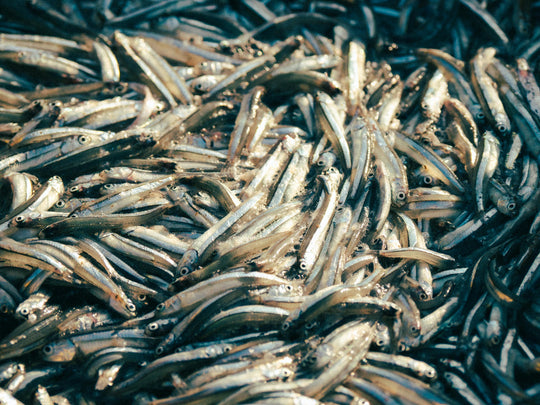 Peruvian Anchovies
