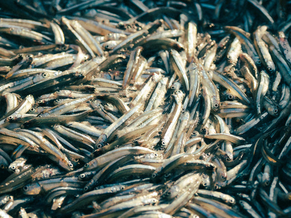 Peruvian Anchovies