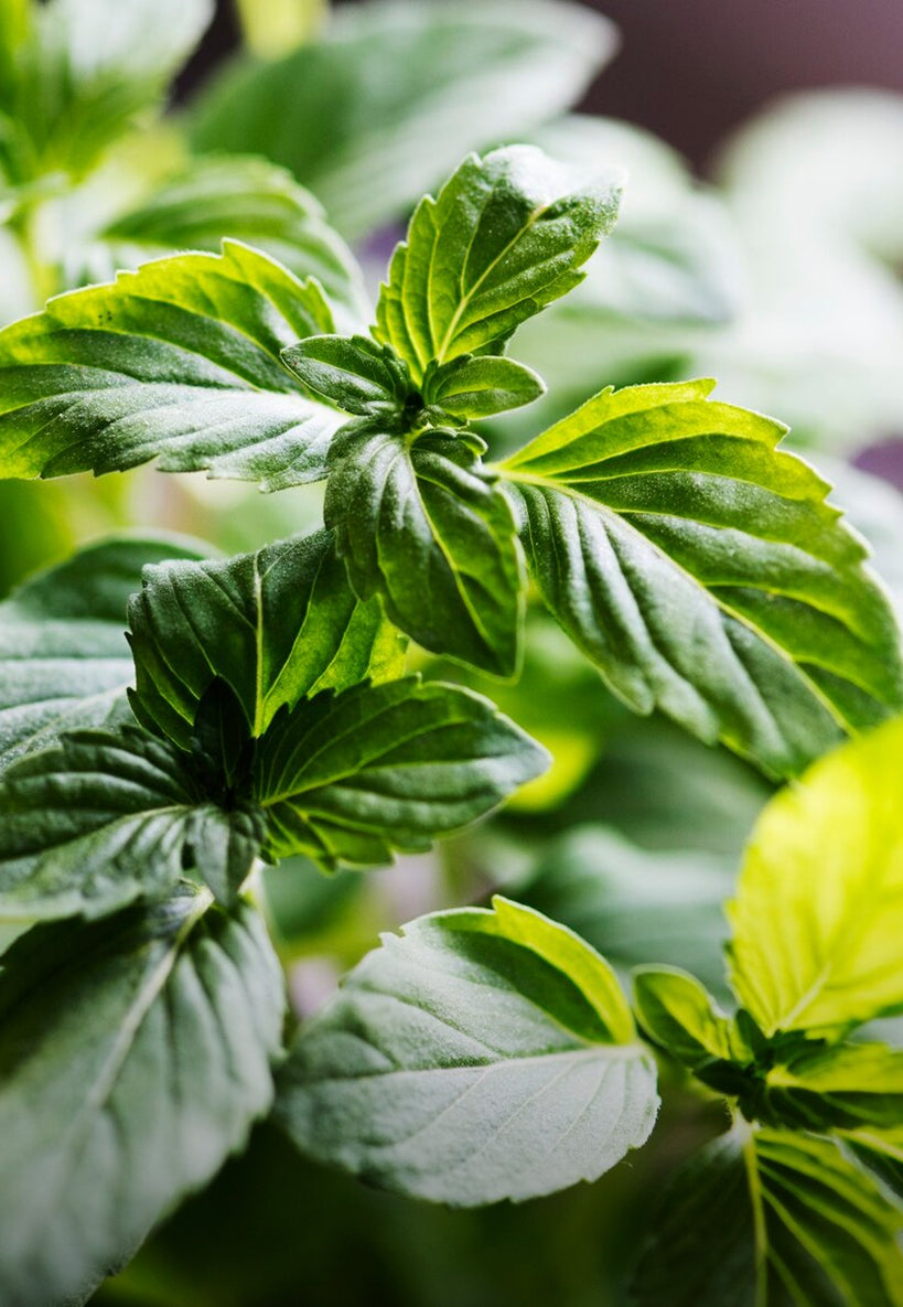 Peppermint Oil